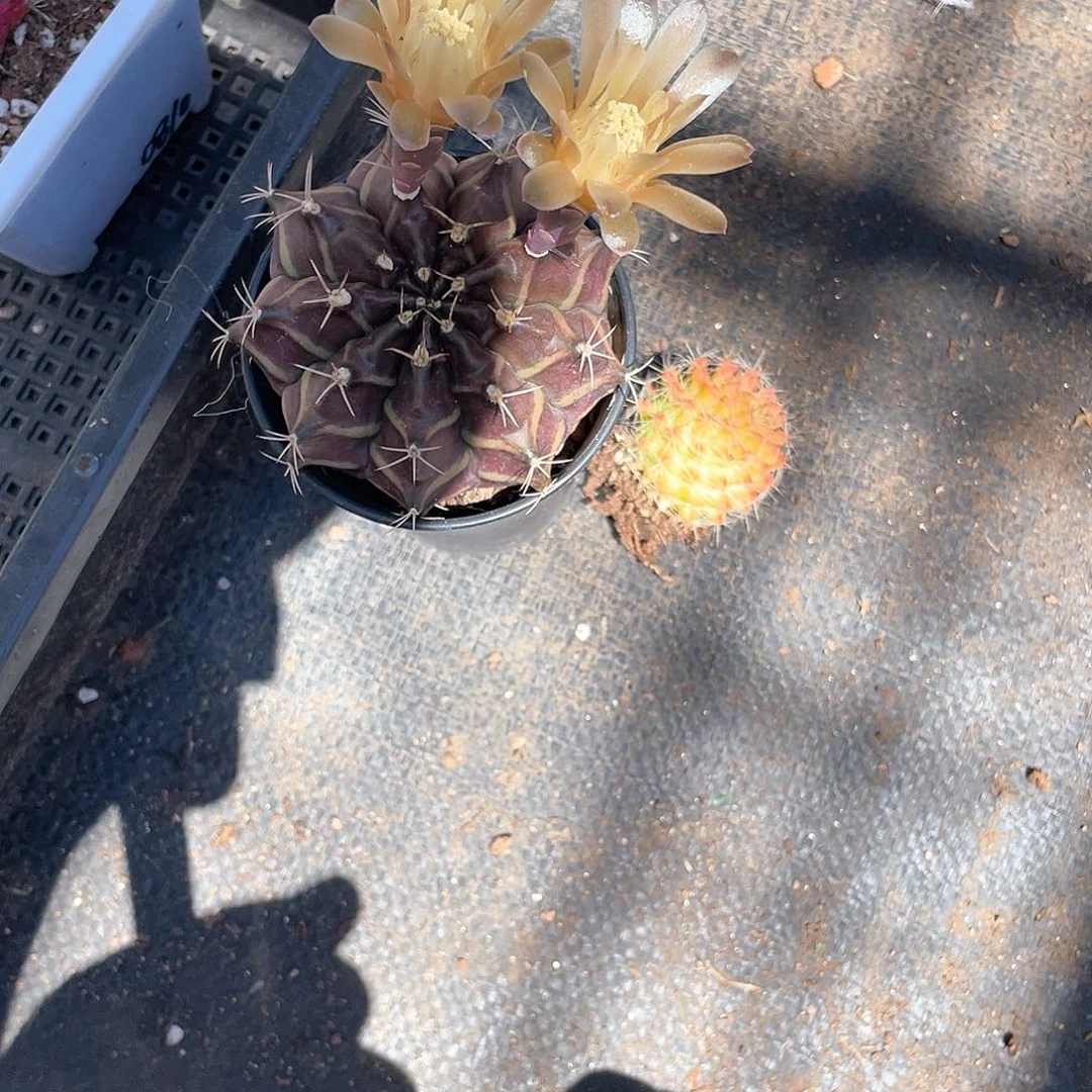 健***安粗纹肋骨牡丹锦加红娜丸带盆