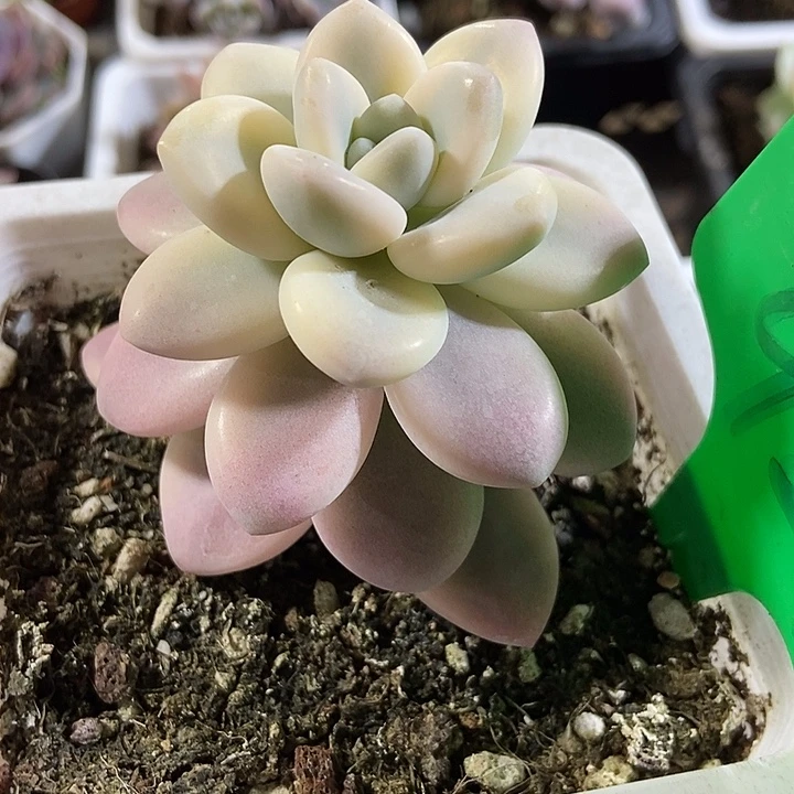 多肉植物洛神锦924