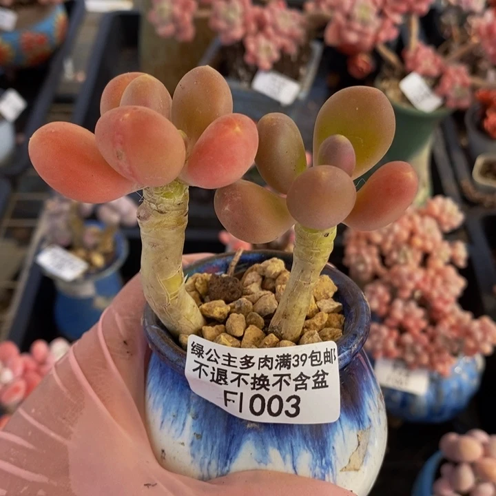 金蝉老桩1003多肉植物