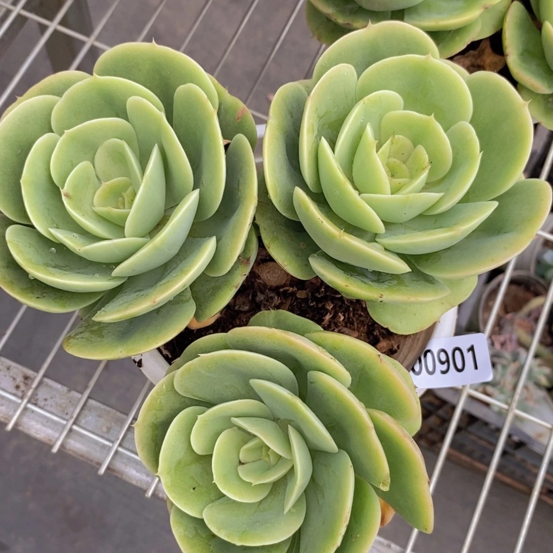 901星纳塔一物一拍