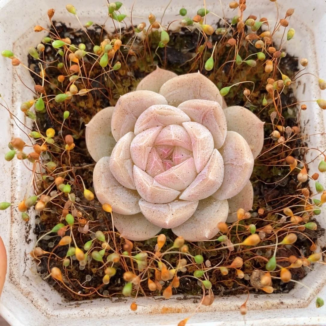 精品多肉一物一拍128