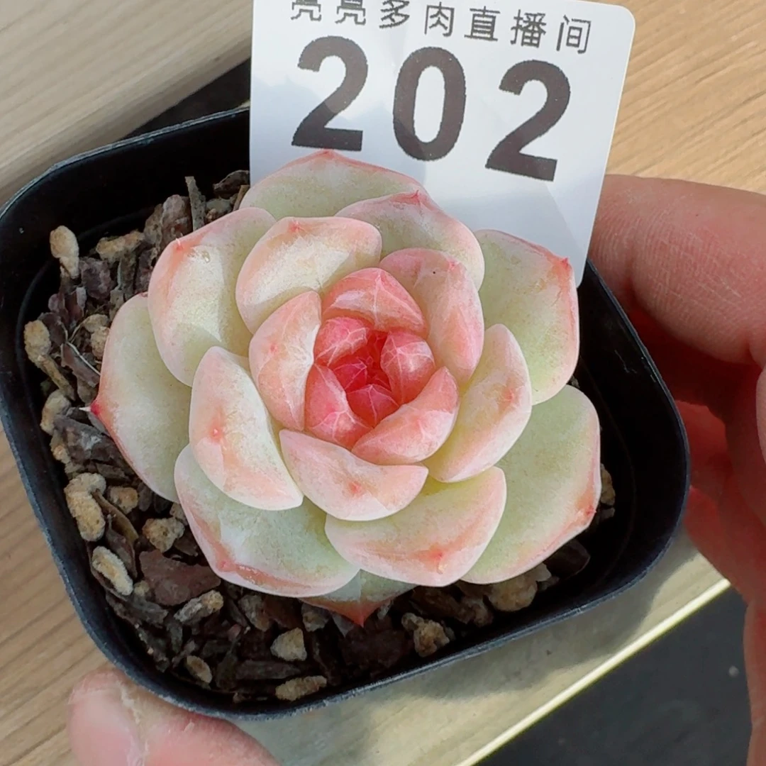 白底      愿你一路坦途，乘风破浪展宏图