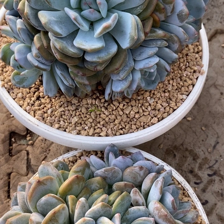 用***98888888888888888