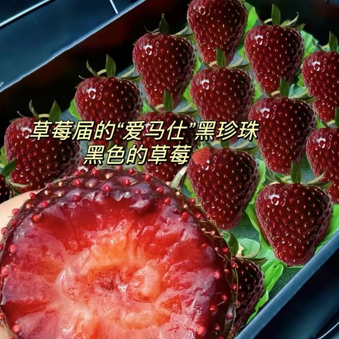 【老沙严选】黑珍珠“丹东草莓”单盒300g左右