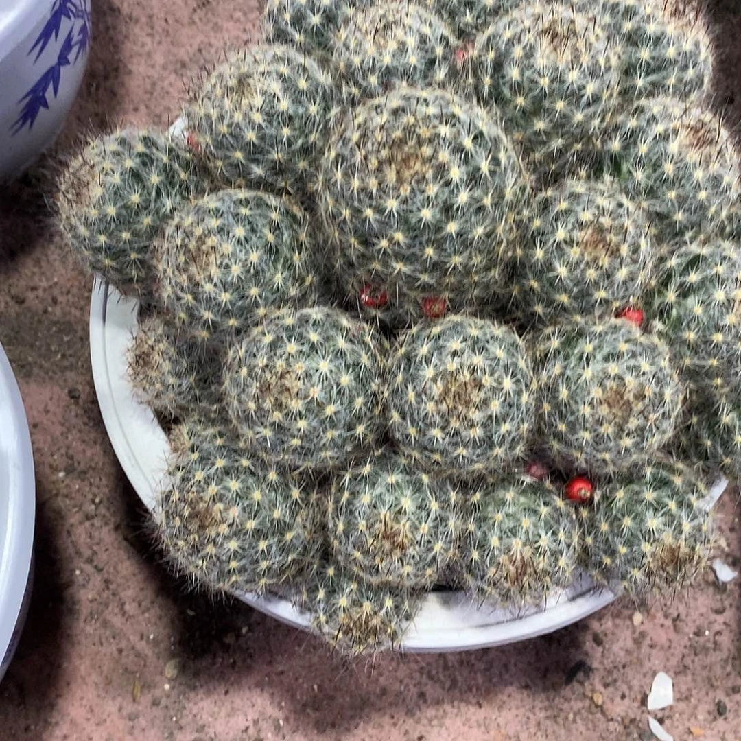 回***忆无花朵松霞仙人球仙人掌