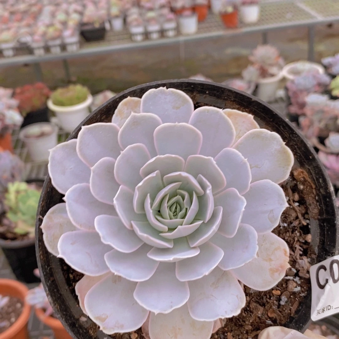 096圣卡洛斯一物一拍