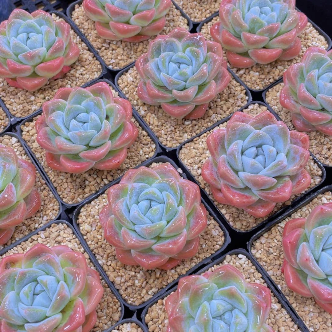 量拍1号 奶油钻石樱花冰玉单头一个