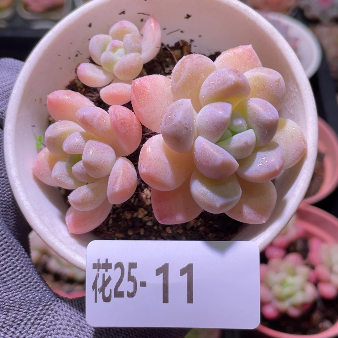 花利美25-11奶糖