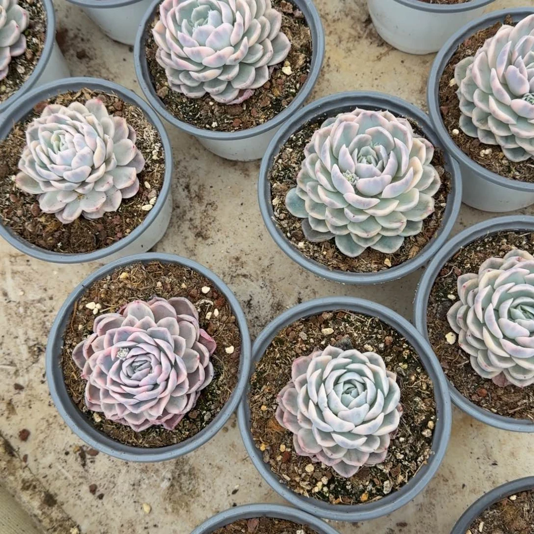 锦上园艺雪球锦锦