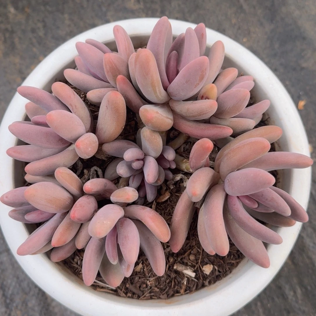 红手指老桩一物一拍