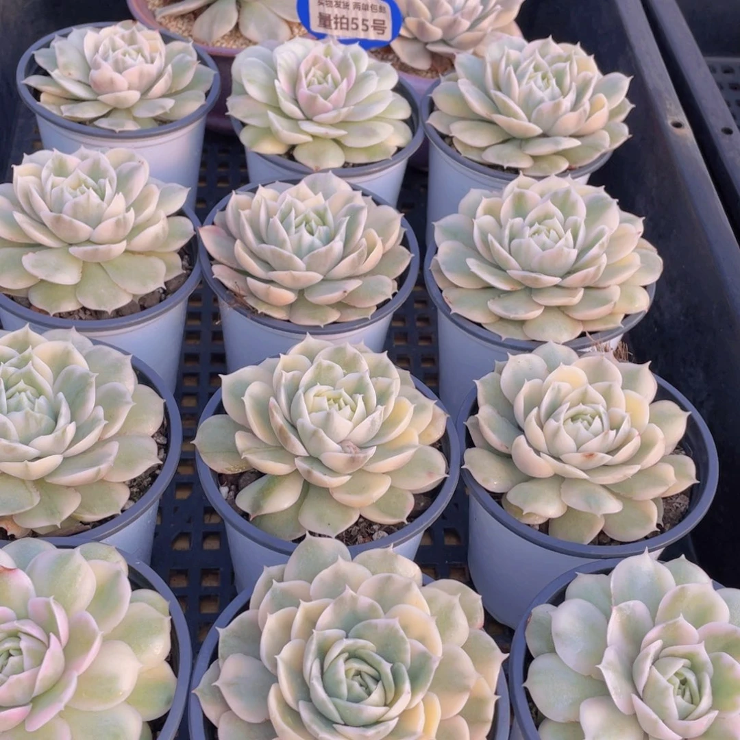 量拍55号 昂斯诺锦大单头一个