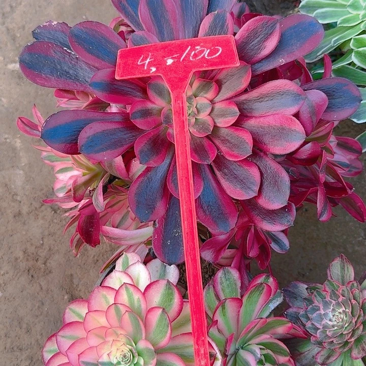 薪*4-100组合多肉法师