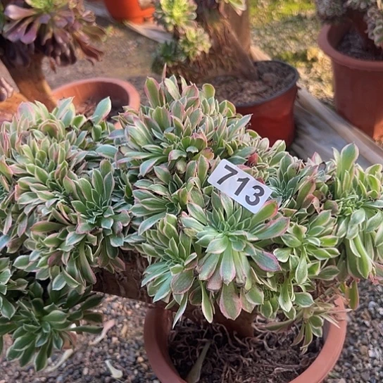 乳***痣多肉植物一个女神713