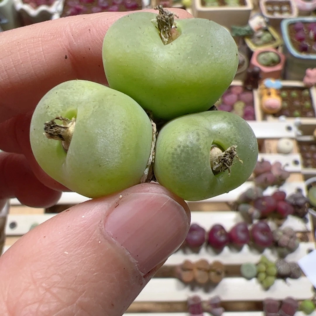 【闪购商品】294 翠光