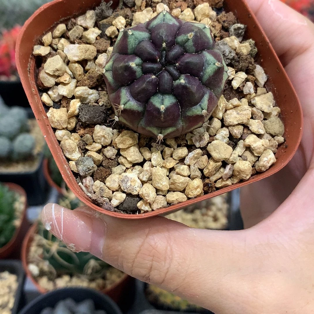 当前无花栽培后可以开花梦想仙人球