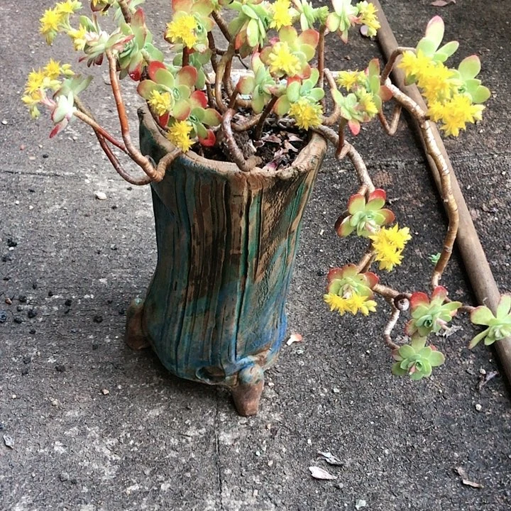 【闪购商品】7带盆