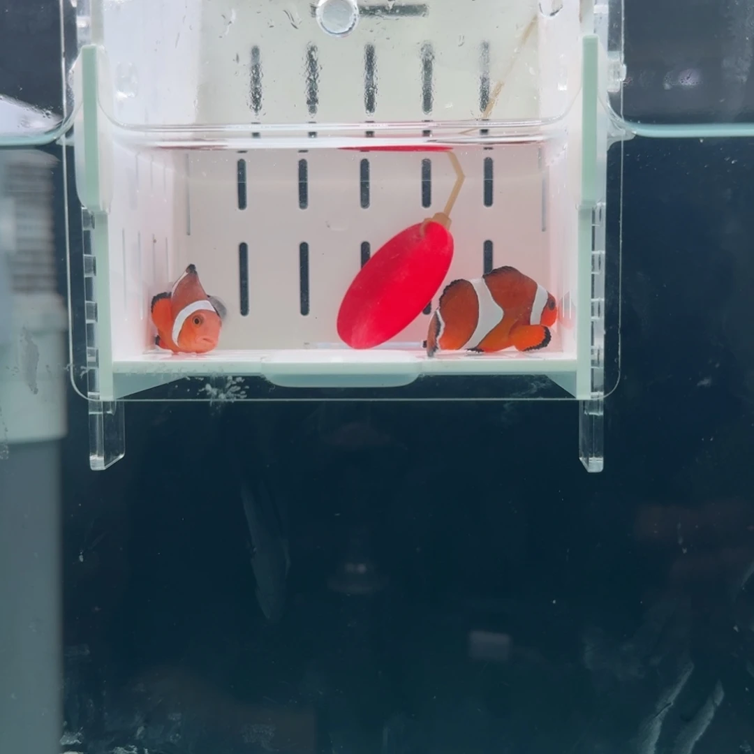 海水鱼5配4.5+黑边公子一对