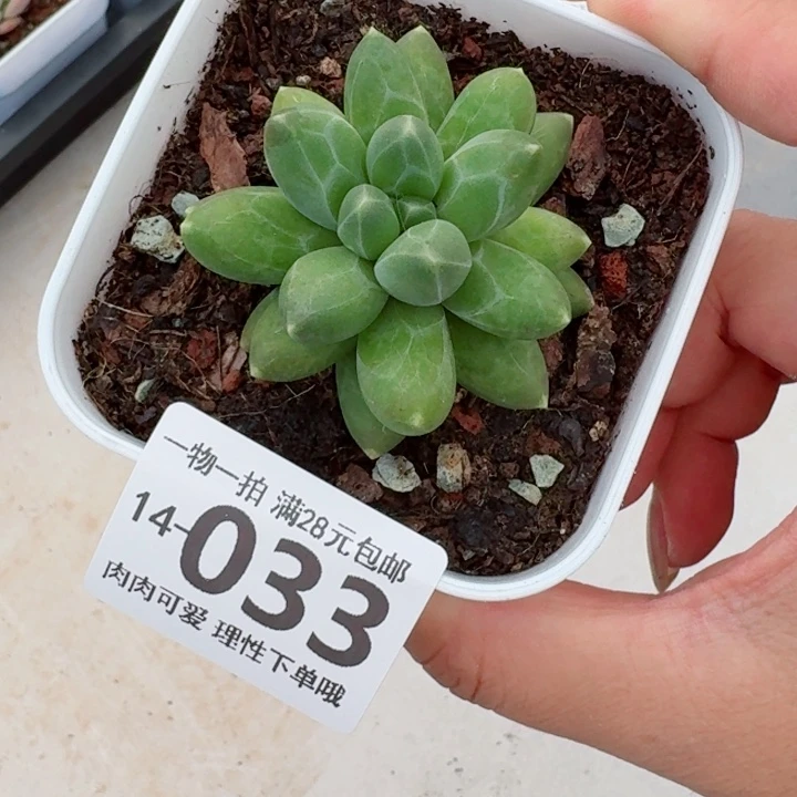 千代田多肉无盆土发货多