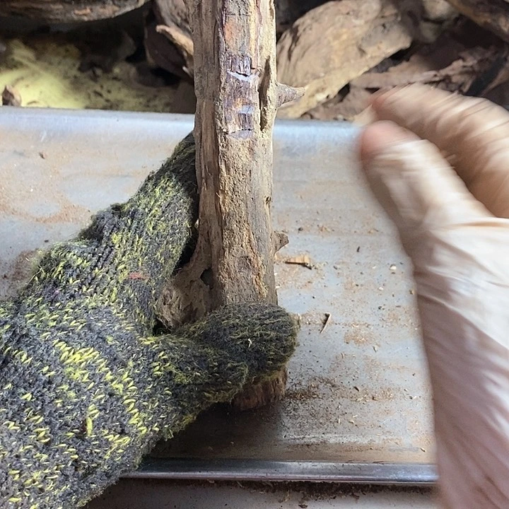 黄花梨/降香黄檀香*豆