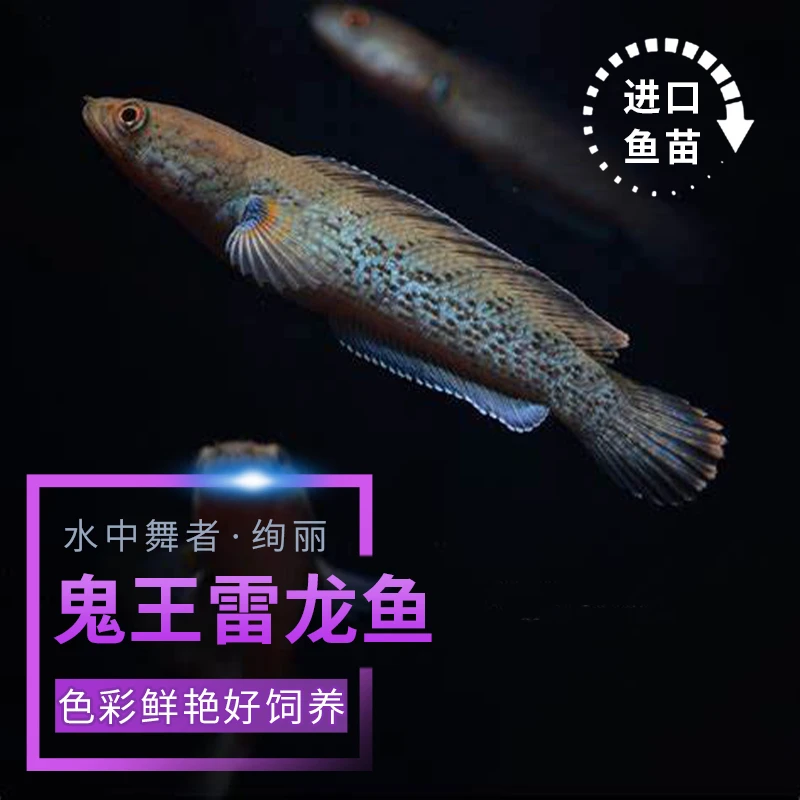 鬼王雷龙巴卡二型雷龙热带观赏鱼