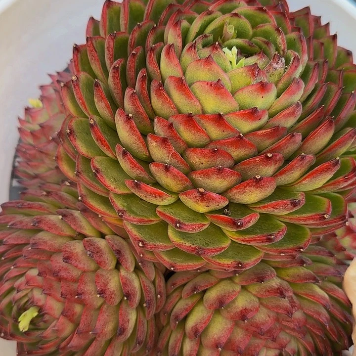 媛*tuxyzwoxyxyxyxyxyya