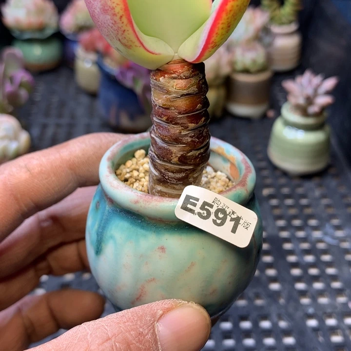 E591一物一拍连盆发