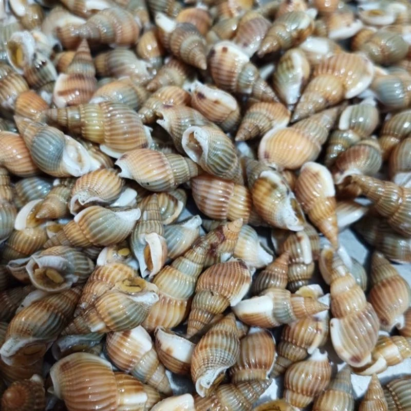 【中大号】东港海螺蛳（鲜活发货）