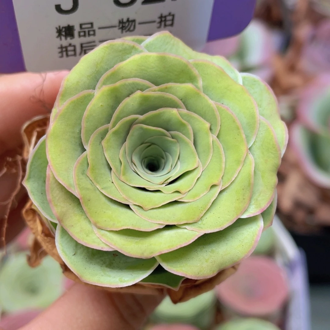 山地玫瑰J527裸根发货不售后