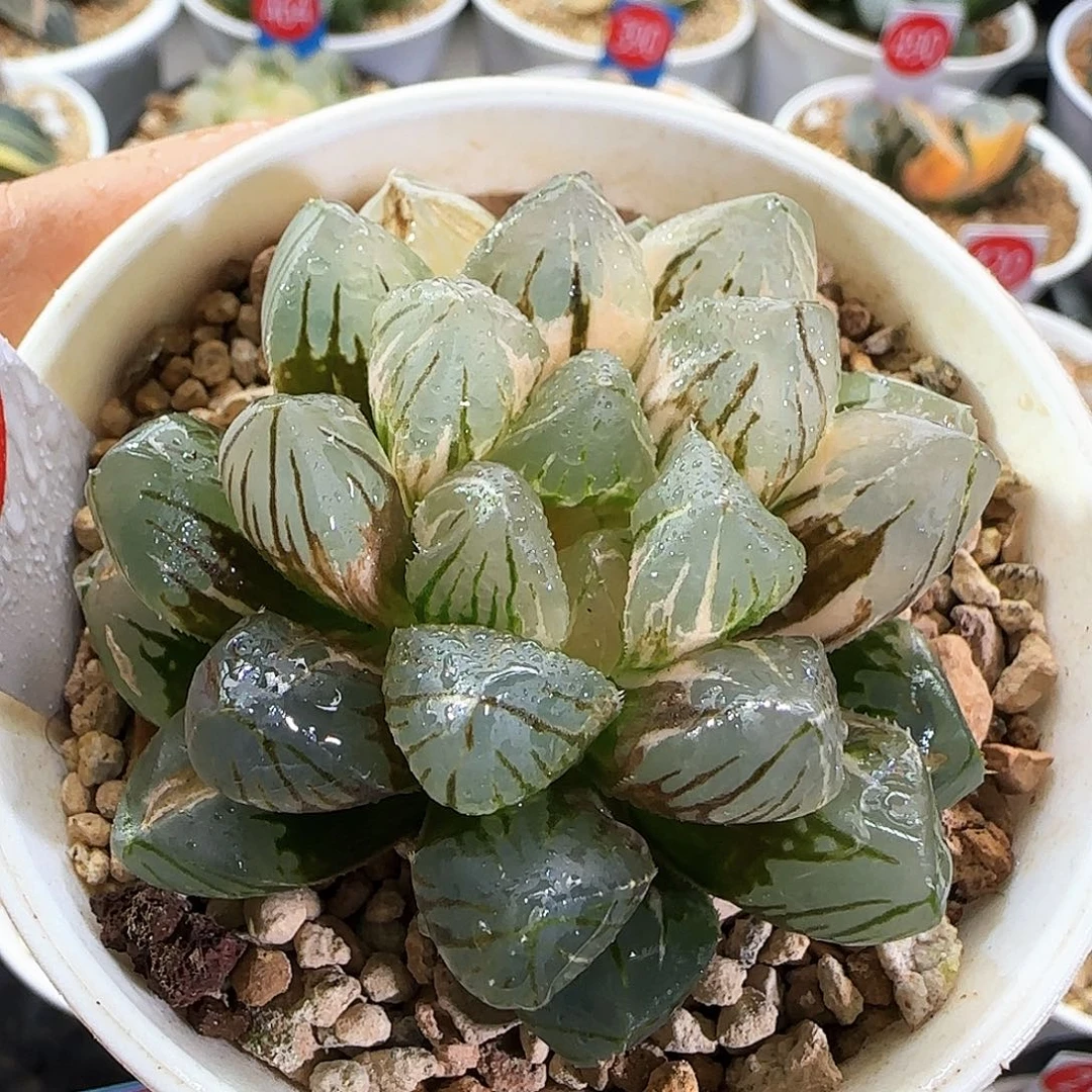 161号OM玉露锦一物一拍带盆土