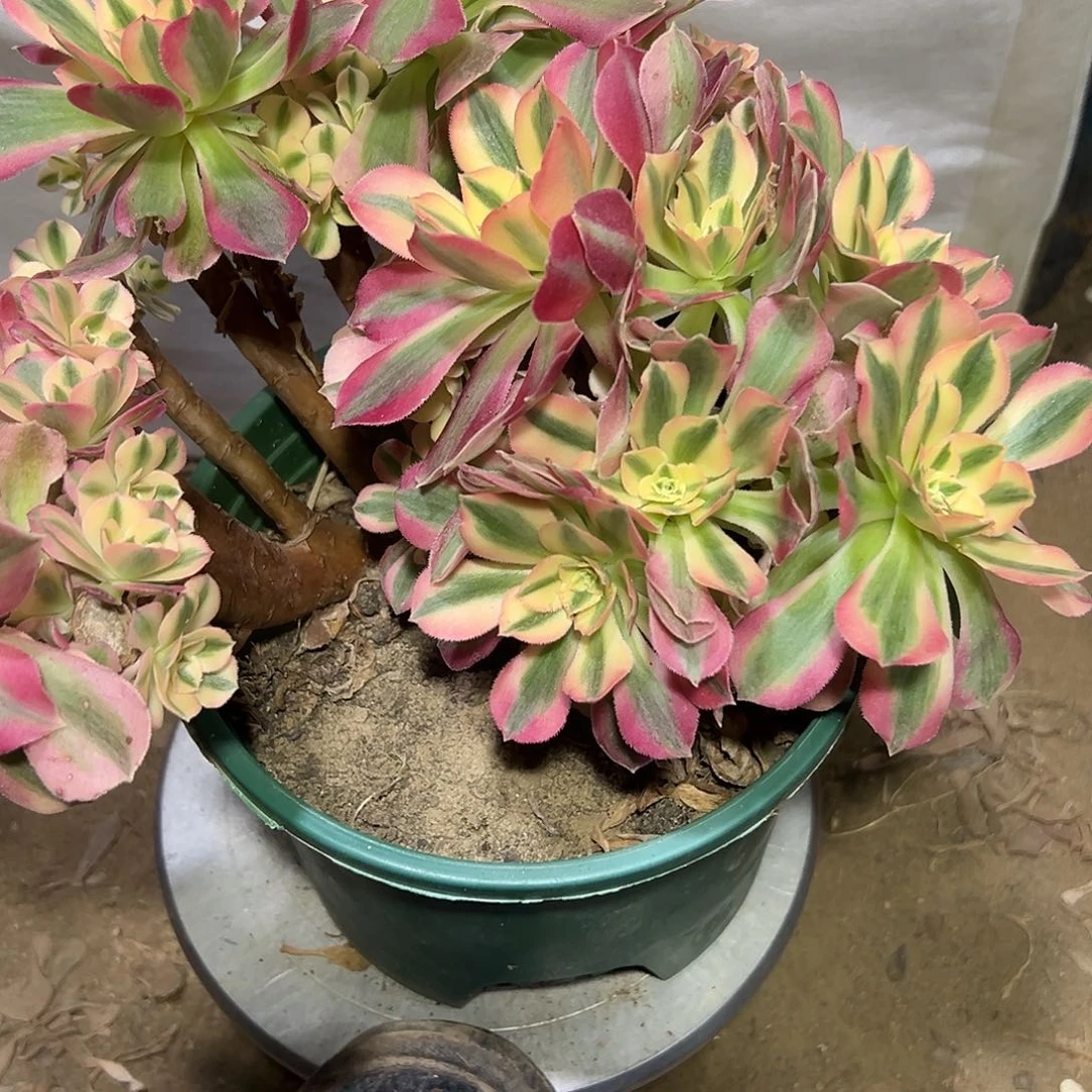 多肉155粉女巫缀花母本