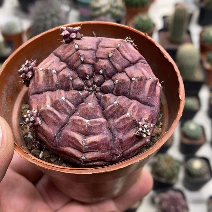 梦想牡丹特价福利