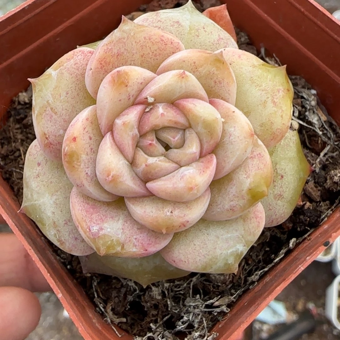 多肉小卡拉米糖心一物一拍