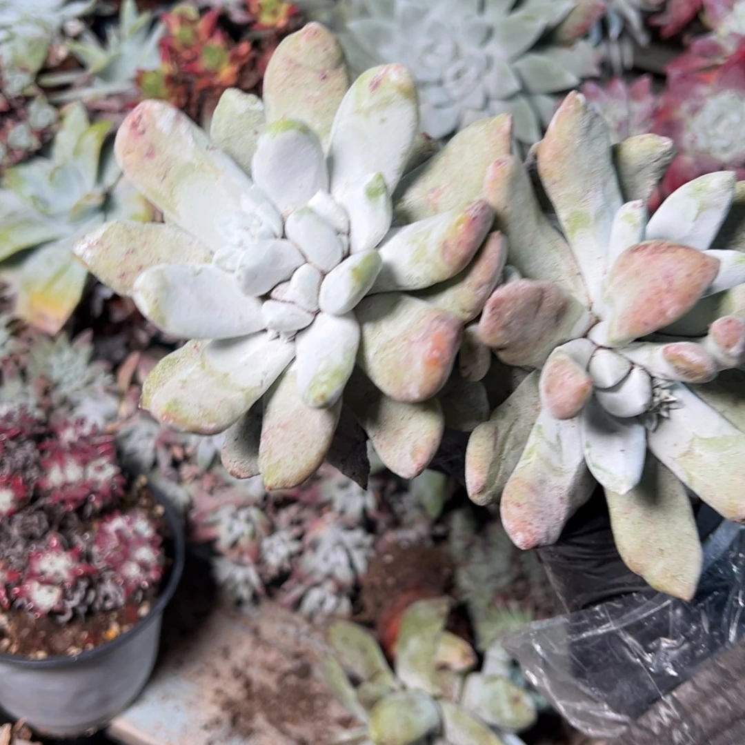 9006哈哈哈哈哈哈哈哈