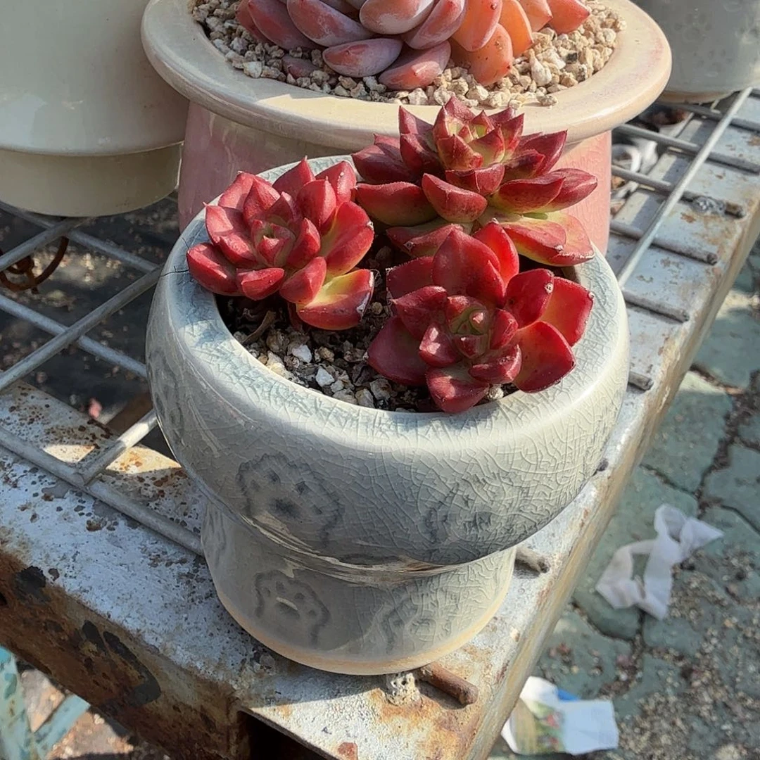 抵押三头带盆多肉