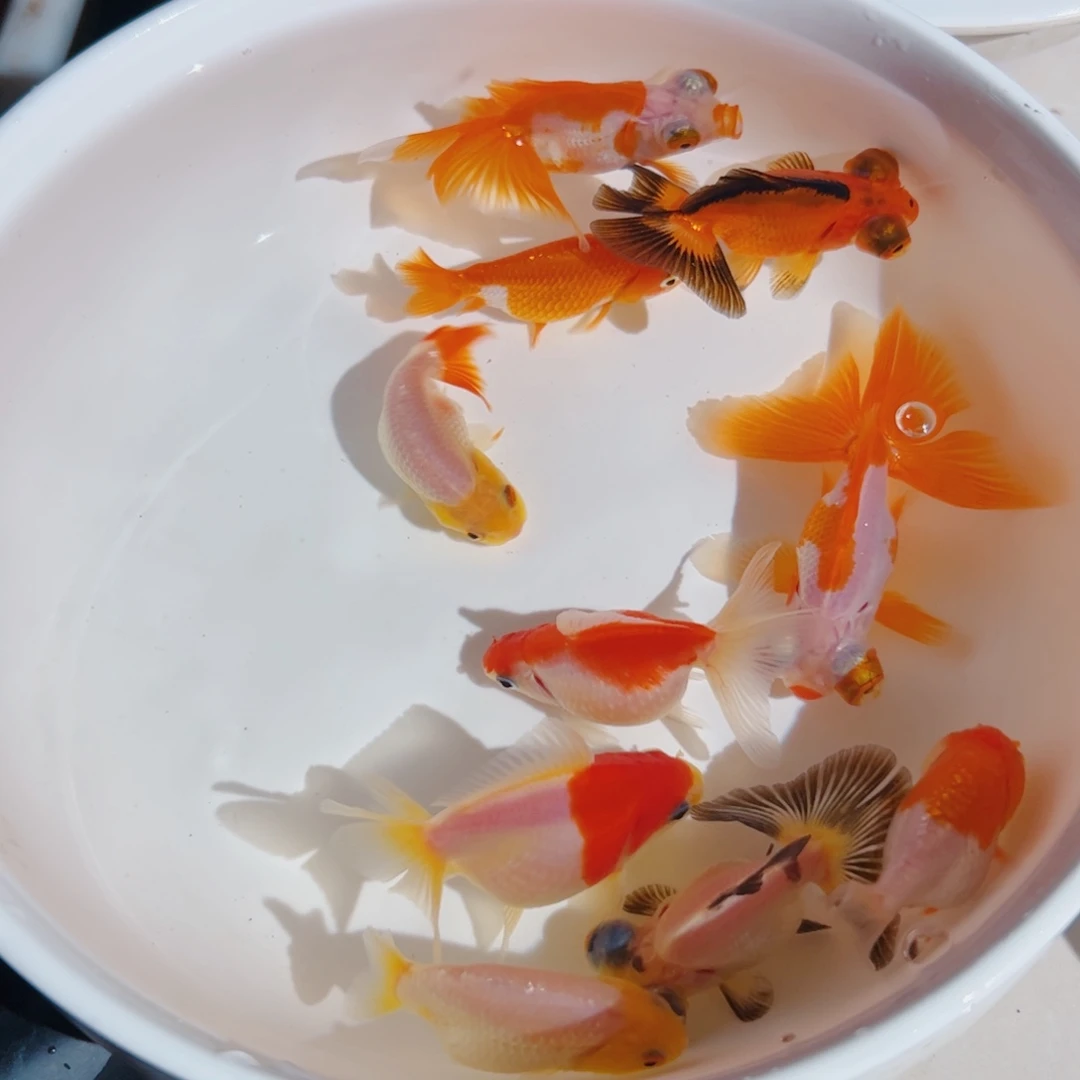 海水鱼1111111111111