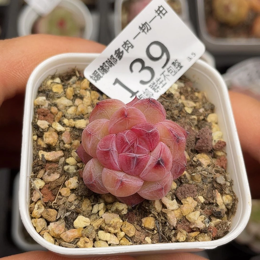 139 3.5一物一拍精品美肉