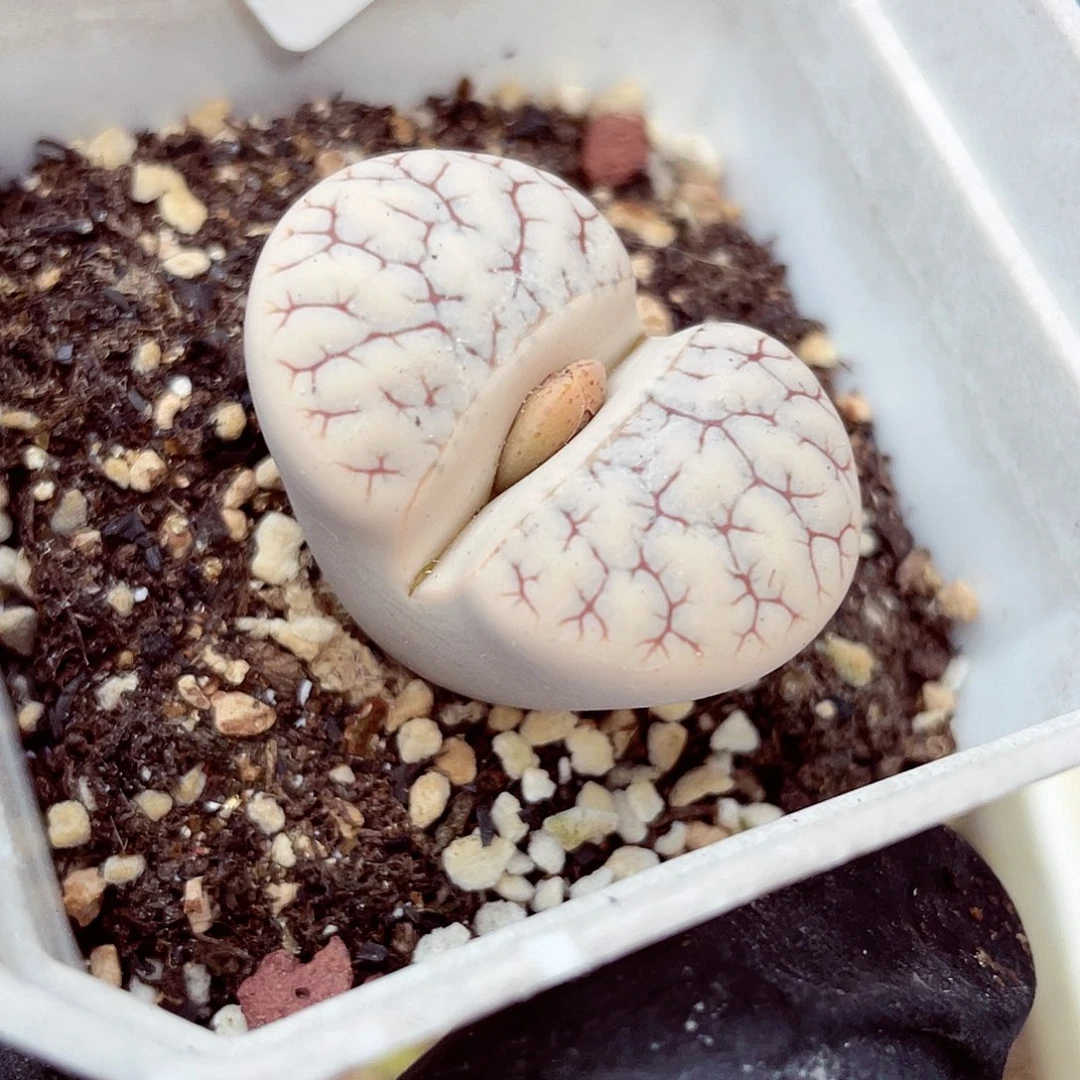 生石花满18包邮0916-38