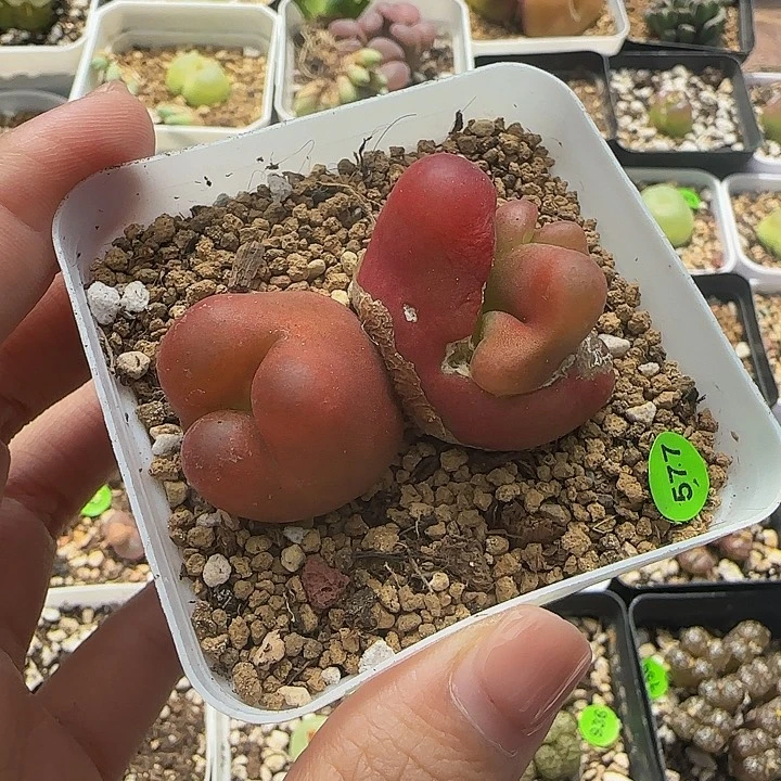 水蜜桃双头畸形缀化多肉带盆