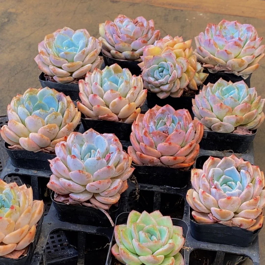 010多肉植物保护研究所所长助理研究员