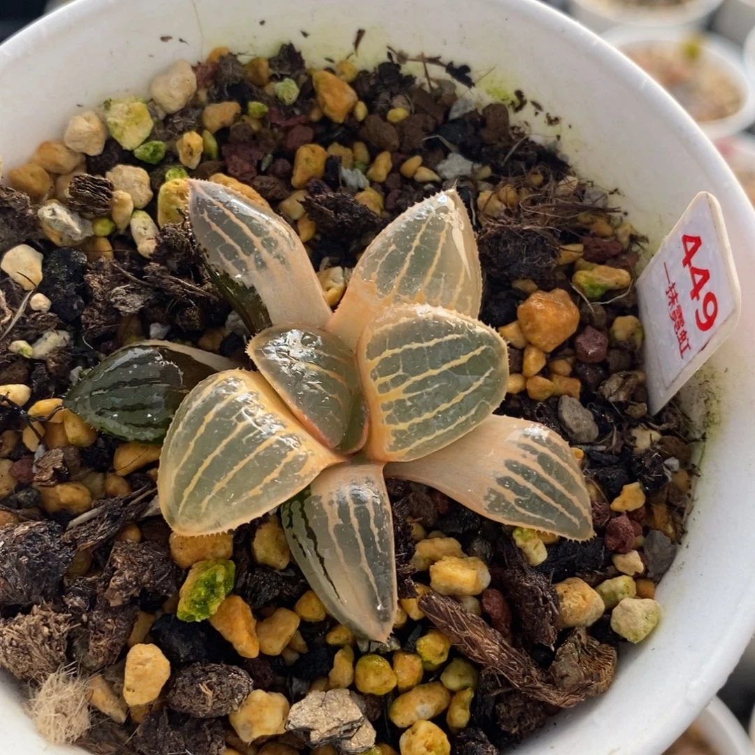 449亲指姬十二卷多肉植物