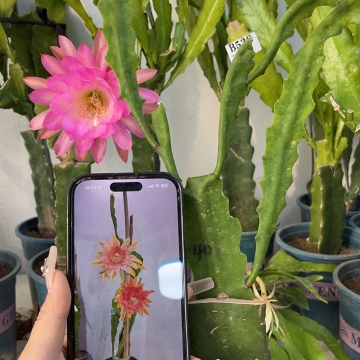 当前无花栽培后可以开花563