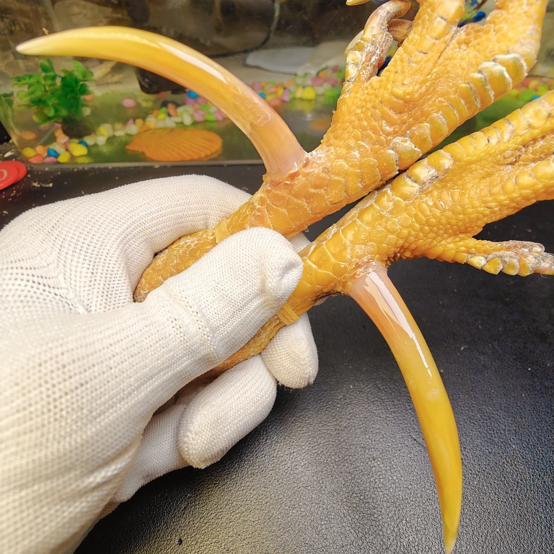 沉醉骨艺鸡爪骨艺黄色大湾钩一对