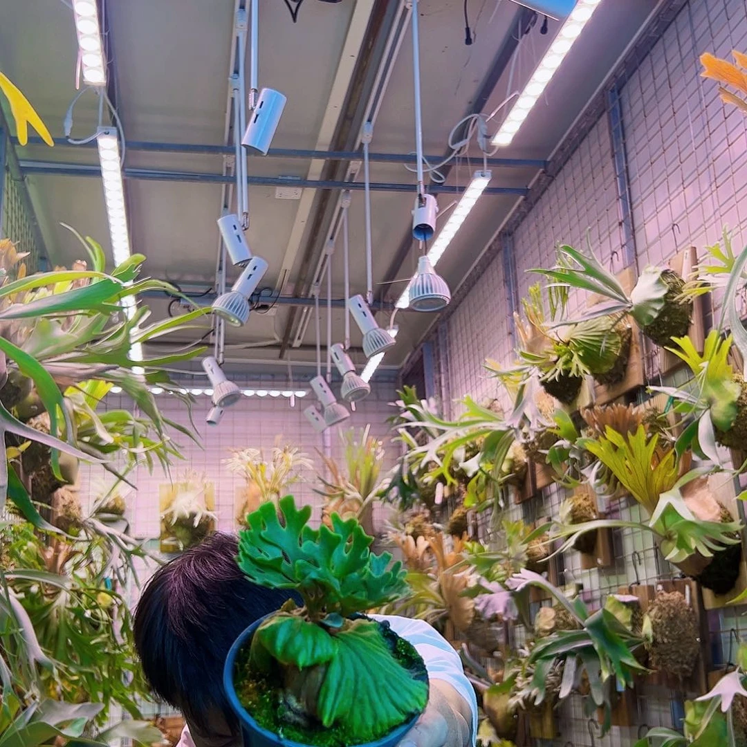 无花朵侏儒银叶a00008