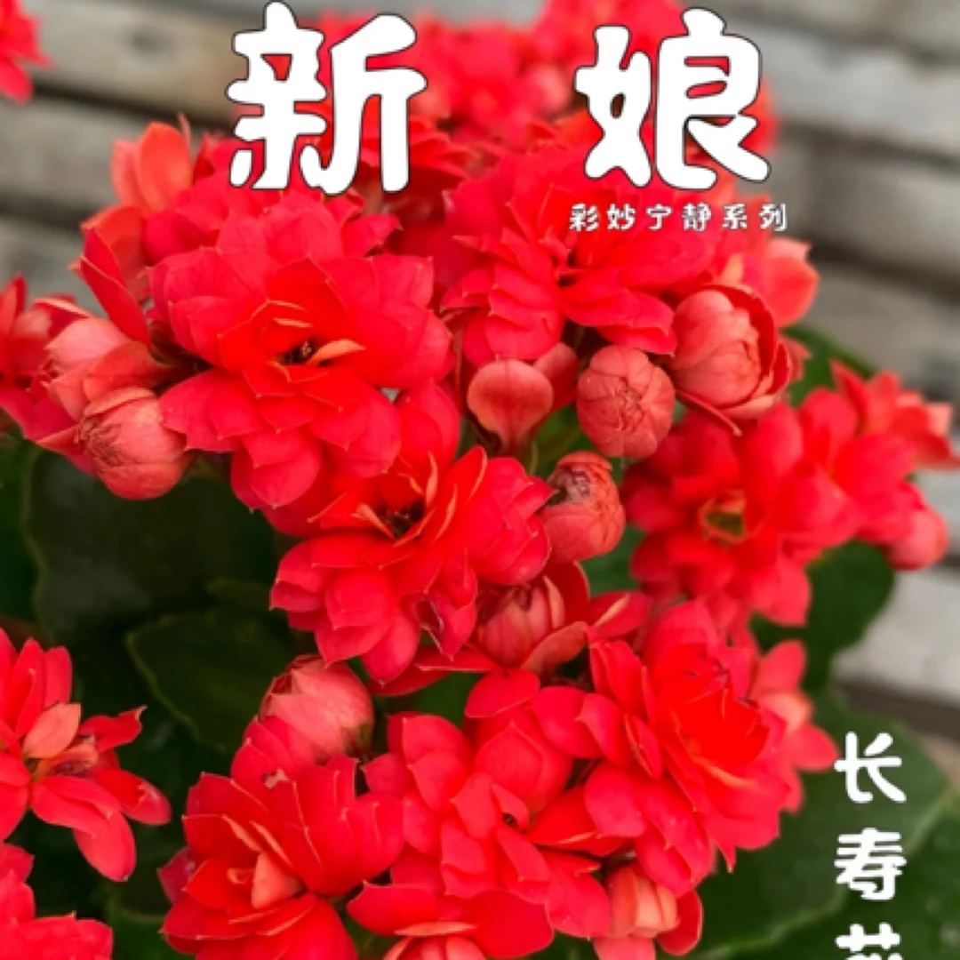 新娘 红色大花满头花苞花期长复花能力强可扦插原盆原土发货