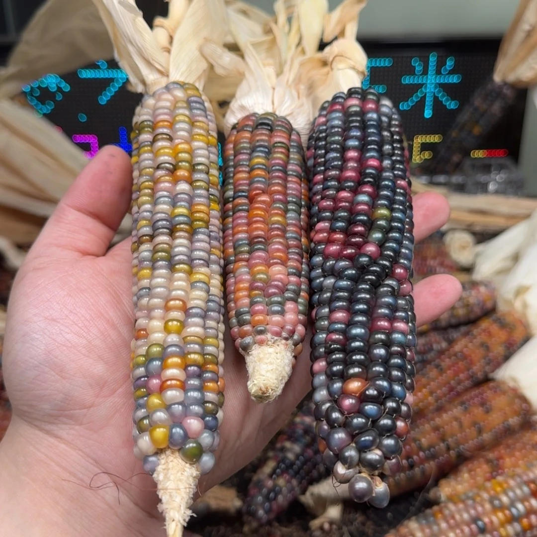 柏香籽/百香籽吊坠瑶*万