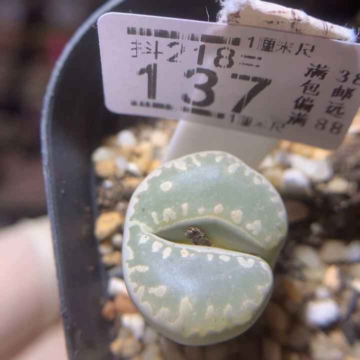 精品生石花218.137