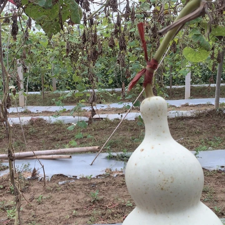 姚***闹中号现货秒杀现货