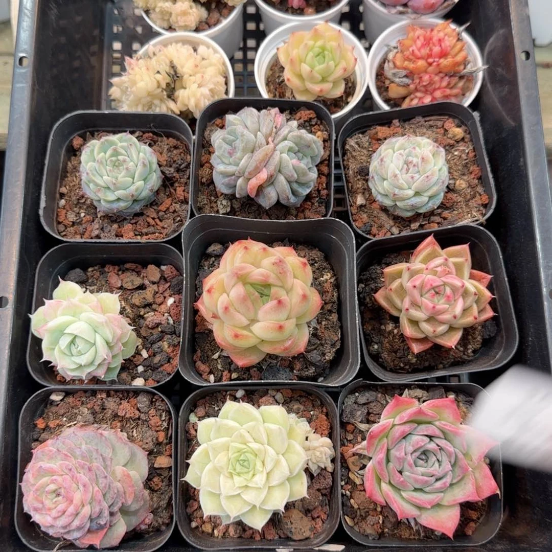 框拍框拍框0209-35