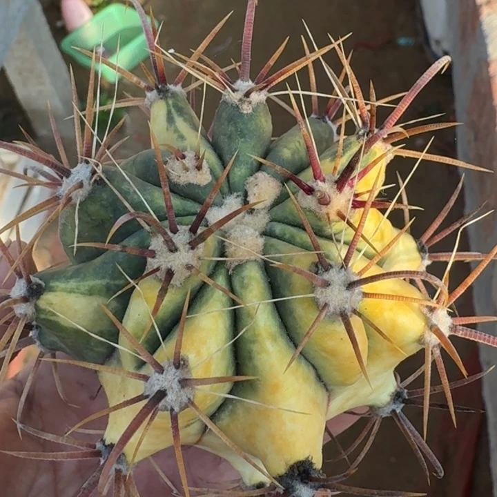 红洋丸散斑锦无根66666