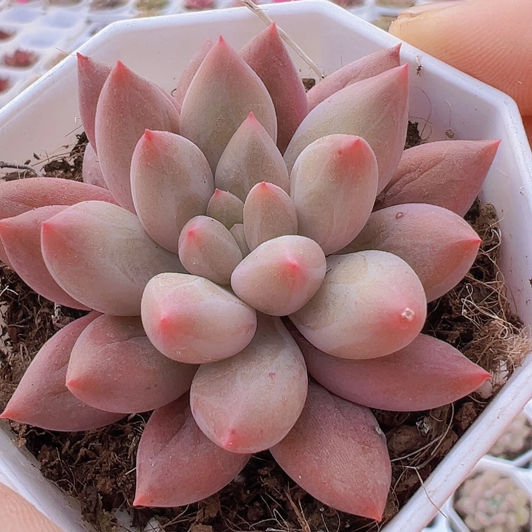 水晶球19包邮多肉植物